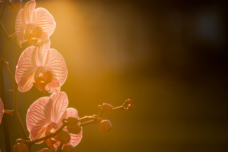 Orchid flower plant close up with pink petals on green nature backgroundの写真素材