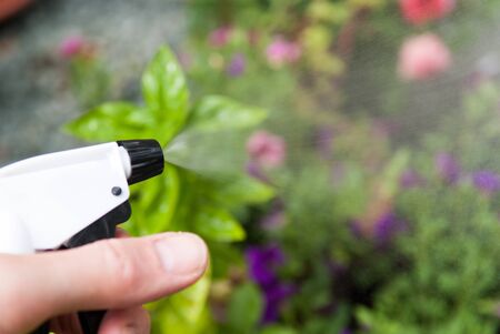 Watering plants in the garden with a sprayの写真素材