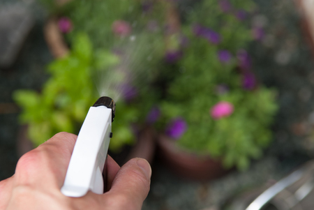 Watering plants in the garden with a sprayの写真素材