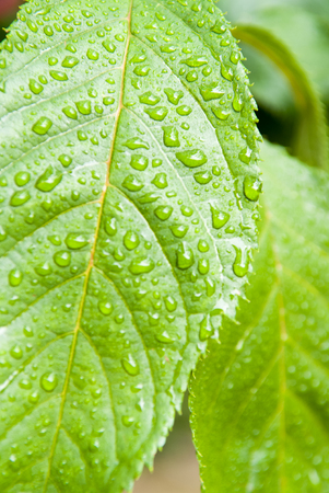 Water droplet from rain on a gree leafの写真素材