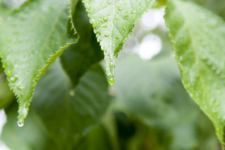 Water droplet from rain on a gree leafの写真素材