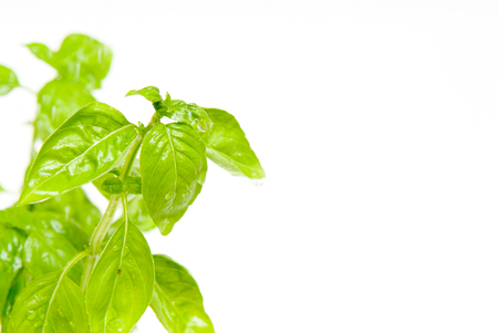 Herb plant isolated on a white background with copy spaceの写真素材