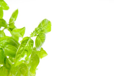 Herb plant isolated on a white background with copy spaceの写真素材
