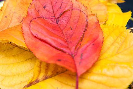 Caring for the planet concept of love heart in a leaf