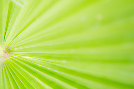 Green nature background of a blurred palm tree leafの写真素材