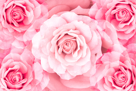 floral background of symmetrical rose flowers in a patternの写真素材