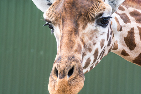 Giraffe standing in the wild, close up of giraffe face and headの写真素材