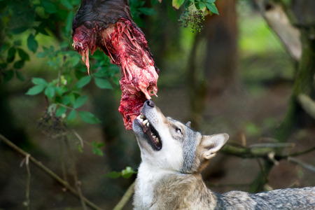 Wolf eating raw meat at feeding timeの写真素材