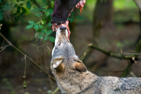 Wolf eating raw meat at feeding timeの写真素材