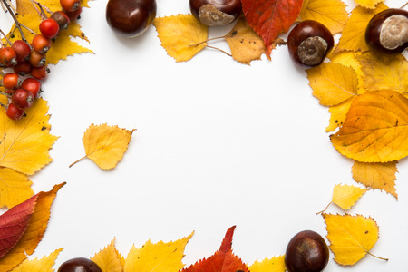 Autumn nature objects arranged with blank copy space and seasonal colourの写真素材