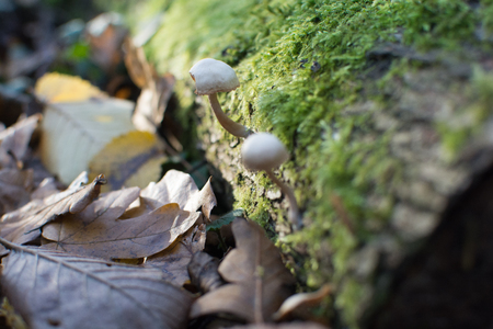 Wild mushrooms in the forest, growing from a moss covered tree trunkの写真素材