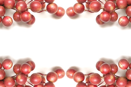 Christmas berries border with white space for text in the centerの写真素材