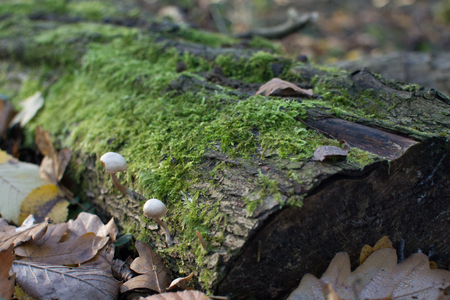 Wild mushrooms in the forest, growing from a moss covered tree trunkの写真素材
