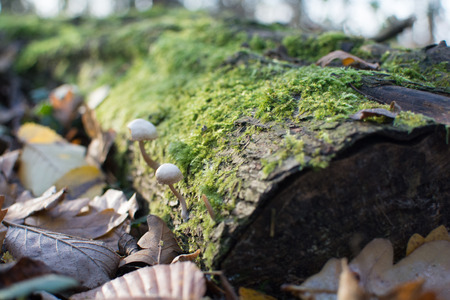 Wild mushrooms in the forest, growing from a moss covered tree trunkの写真素材