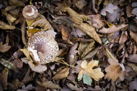 Wild mushroom growing outside in the forest, natural foodの写真素材