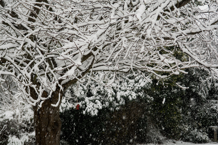 Snow landscape of snow falling over branches of a treeの写真素材