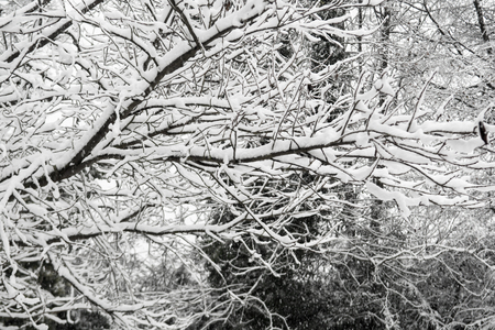 Snow landscape of snow falling over branches of a treeの写真素材