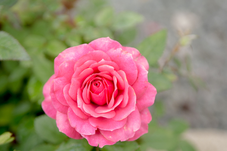 Pink rose growing outside with green garden backgroundの写真素材