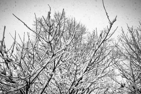 Snow in the branch of a tree showing winter weatherの写真素材