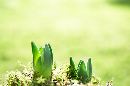 Small green plant shoots growing in natural lightの写真素材