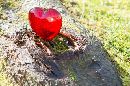 Valentines day love heart with sunlight outsideの写真素材