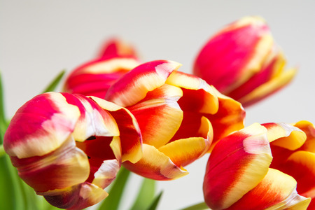 Red and yellow tulips, flowers on white isolated backgroundの写真素材
