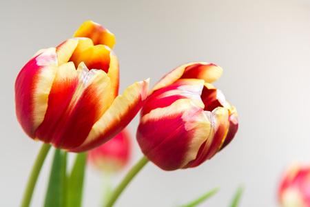 Red and yellow tulips, flowers on white isolated backgroundの写真素材