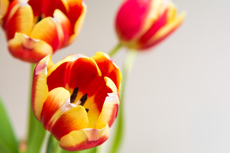 Red and yellow tulips, flowers on white isolated backgroundの写真素材