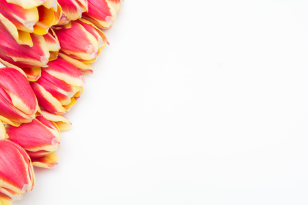 Red and yellow tulips, flowers on white isolated backgroundの写真素材