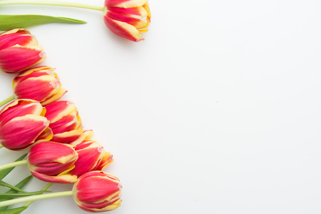 Red and yellow tulips, flowers on white isolated backgroundの写真素材
