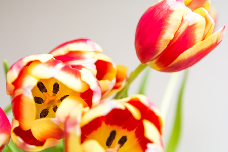 Red and yellow tulips, flowers on white isolated backgroundの写真素材