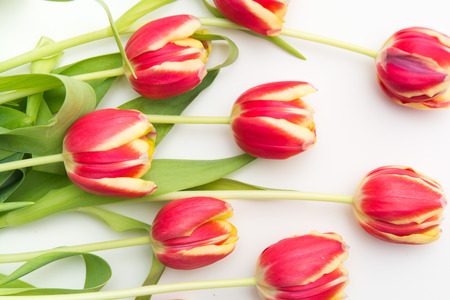 Red and yellow tulips, flowers on white isolated backgroundの写真素材