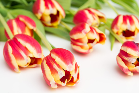 Red and yellow tulips, flowers on white isolated backgroundの写真素材