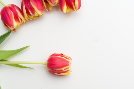 Red and yellow tulips, flowers on white isolated backgroundの写真素材