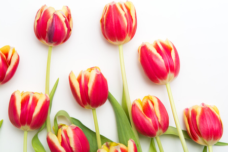 Red and yellow tulips, flowers on white isolated backgroundの写真素材