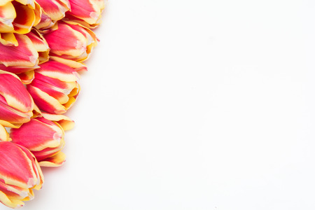 Red and yellow tulips, flowers on white isolated backgroundの写真素材