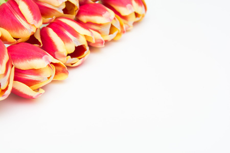 Red and yellow tulips, flowers on white isolated backgroundの写真素材