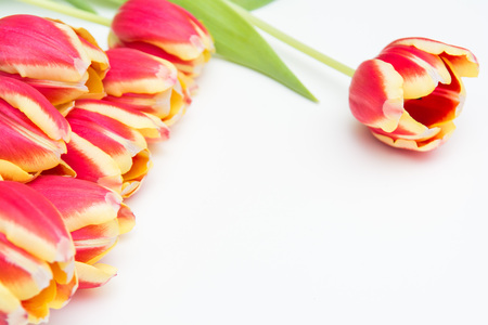 Red and yellow tulips, flowers on white isolated backgroundの写真素材