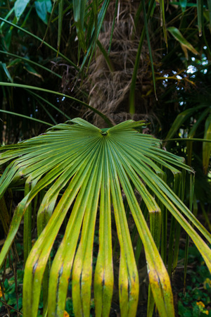 Tropical summertime background of palm tree leavesの写真素材