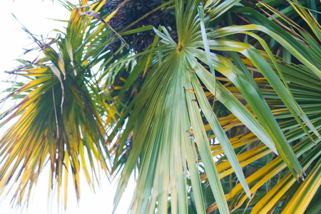 Tropical summertime background of palm tree leavesの写真素材