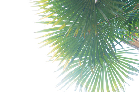Tropical summertime background of palm tree leavesの写真素材