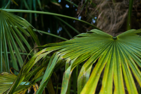 Tropical summertime background of palm tree leavesの写真素材