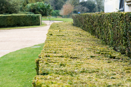 Green hedge in a formal gardens with blurred garden backgroundの写真素材