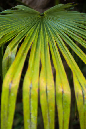 Tropical summertime background of palm tree leavesの写真素材