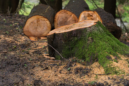 Tree stump with logs having been cut downの写真素材