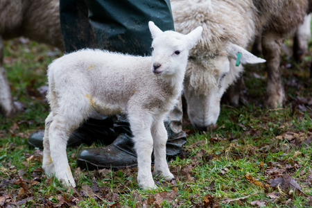 Baby lamb in field in spring during lambing seasonの写真素材