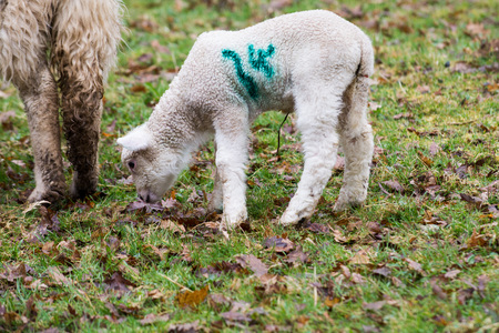Baby lamb and mother in a field, lamb is feeding from the motherの写真素材