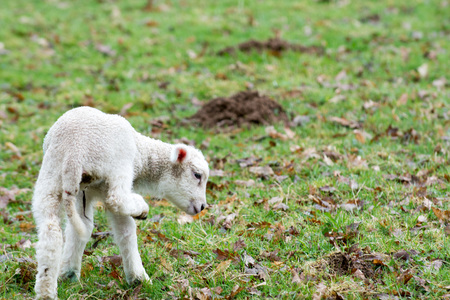 Baby lamb in field in spring during lambing seasonの写真素材