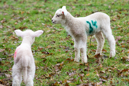 Baby lamb in field in spring during lambing seasonの写真素材
