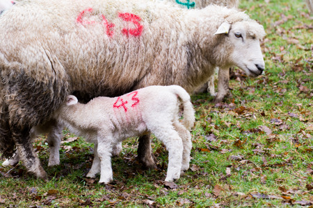 Baby lamb and mother in a field, lamb is feeding from the motherの写真素材